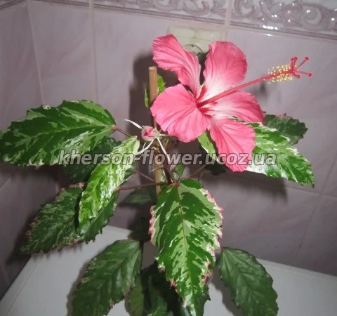 Гибискусы древовидные махровые 18 сортов - фото № 14