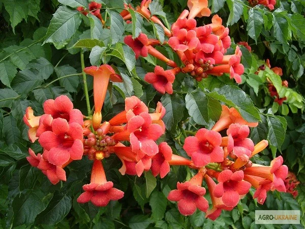 Продам саженцы текомы (кампсиса) - фото № 1