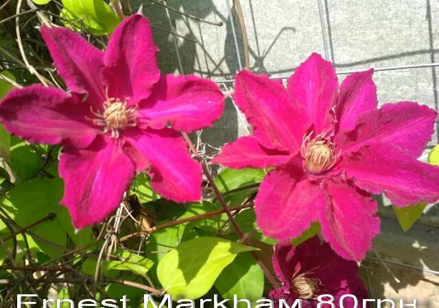 Продам саженцы текомы (кампсиса) - фото № 8