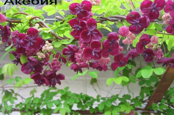 Продам саженцы текомы (кампсиса) - фото № 2