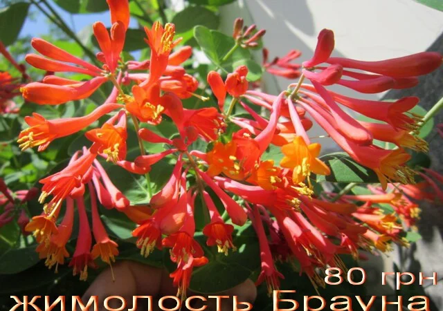 Продам саженцы текомы (кампсиса) - фото № 4