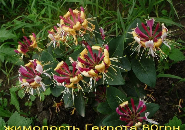 Продам саженцы текомы (кампсиса) - фото № 6