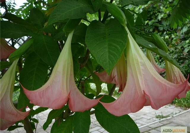 Продам укорененные черенки бругмансии: простые и махровые, разные цвета - фото № 10