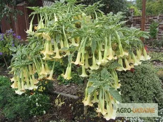 Продам укорененные черенки бругмансии: простые и махровые, разные цвета - фото № 7