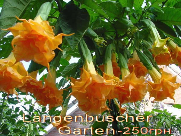 Продам укорененные черенки бругмансии: простые и махровые, разные цвета - фото № 8