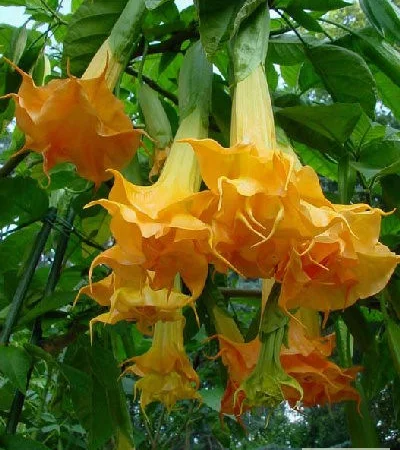 Продам укорененные черенки бругмансии: простые и махровые, разные цвета - фото № 18