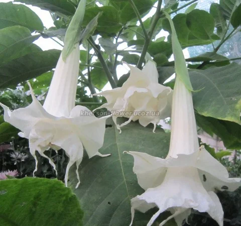 Продам укорененные черенки бругмансии: простые и махровые, разные цвета - фото № 6