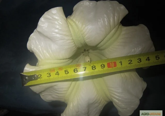 Продам укорененные черенки бругмансии: простые и махровые, разные цвета - фото № 12