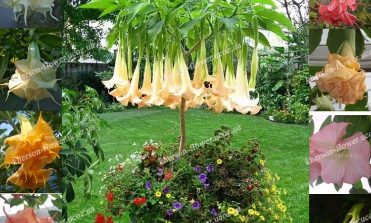 Бругмансии махровые и простые - укорененные черенки - фото № 1