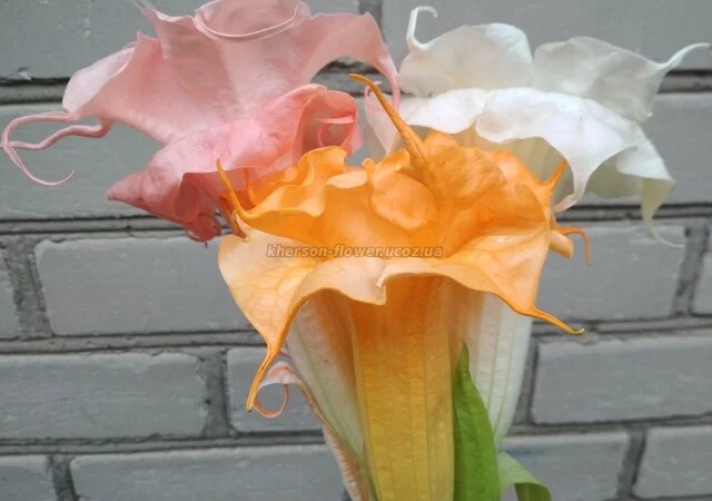 Бругмансии махровые и простые - укорененные черенки - фото № 2