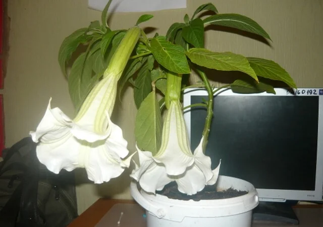 Бругмансии махровые и простые - укорененные черенки - фото № 4