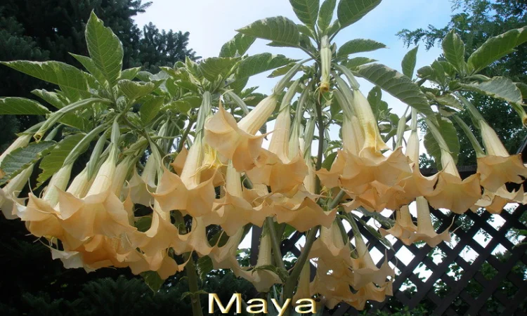 Бругмансии махровые и простые - укорененные черенки - фото № 6