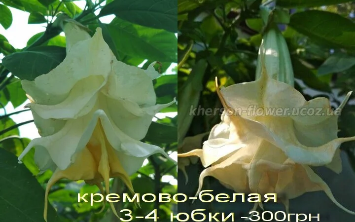 Бругмансии махровые и простые - укорененные черенки - фото № 8