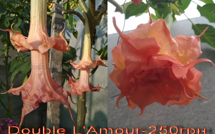 Бругмансии махровые и простые - укорененные черенки - фото № 9