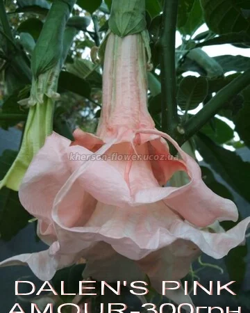 Бругмансии махровые и простые - укорененные черенки - фото № 10