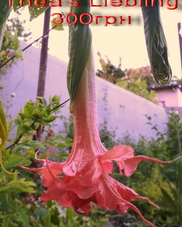 Бругмансии махровые и простые - укорененные черенки - фото № 14