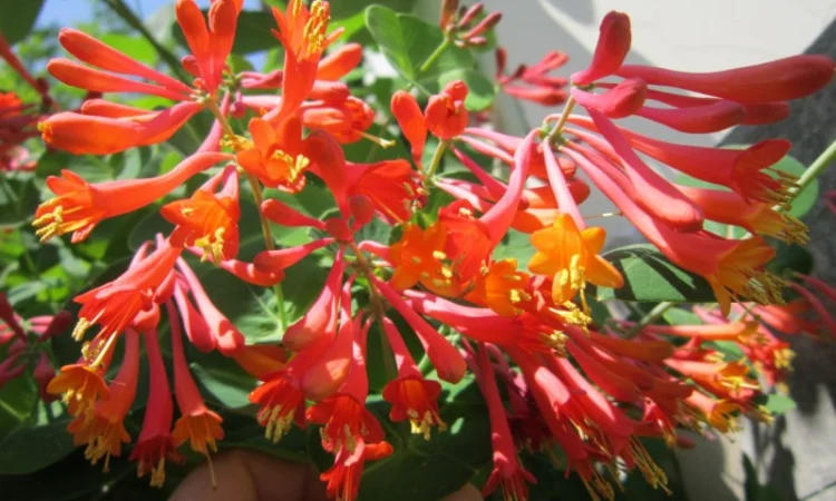 Жимолость декоративная 6 сортов вечнозеленая, вариегатная, каприфоль - фото № 1