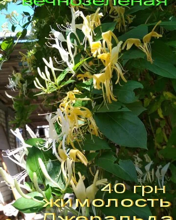 Жимолость декоративная 6 сортов вечнозеленая, вариегатная, каприфоль - фото № 2