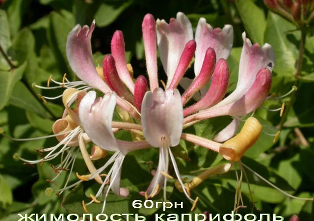 Жимолость декоративная 6 сортов вечнозеленая, вариегатная, каприфоль - фото № 3