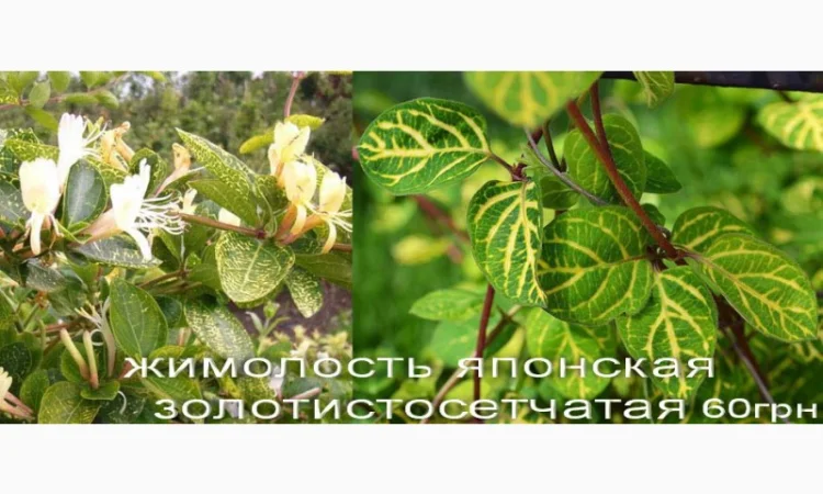 Жимолость декоративная 6 сортов вечнозеленая, вариегатная, каприфоль - фото № 4