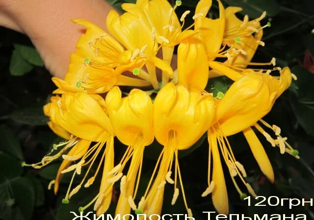 Жимолость декоративная 6 сортов вечнозеленая, вариегатная, каприфоль - фото № 6