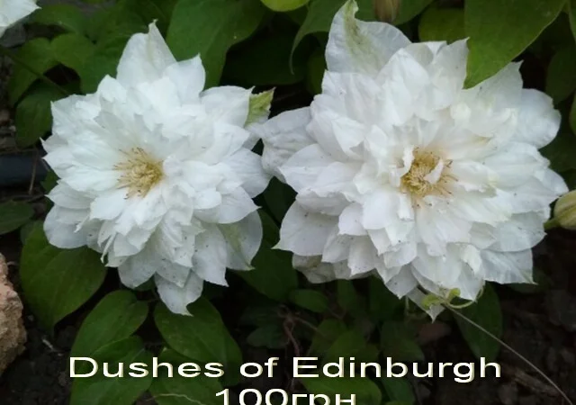 Жимолость декоративная 6 сортов вечнозеленая, вариегатная, каприфоль - фото № 11