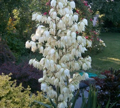 Продам саженцы юкки нитчатой - фото № 1