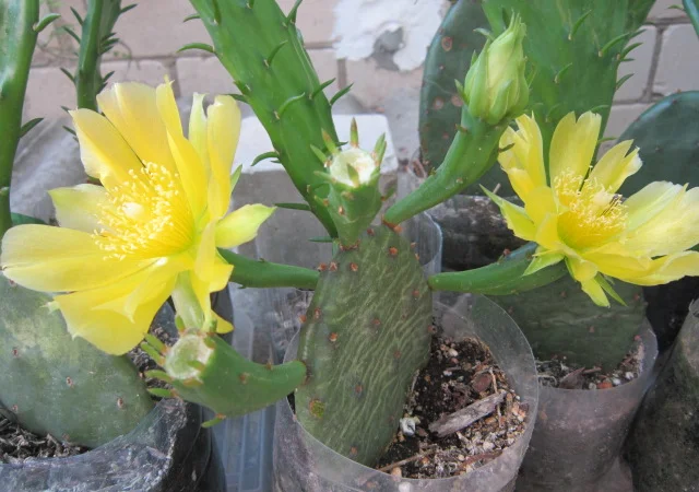 Опунция садовая – кактус, зимующий в открытом грунте - фото № 2