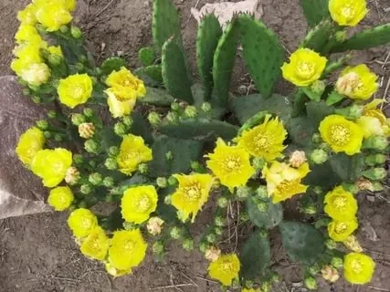 Опунция садовая – кактус, зимующий в открытом грунте - фото № 3