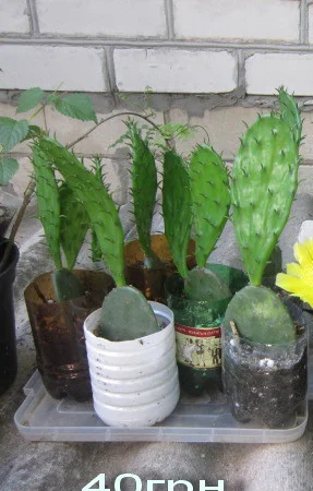 Опунция садовая – кактус, зимующий в открытом грунте - фото № 4