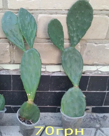 Опунция садовая – кактус, зимующий в открытом грунте - фото № 5