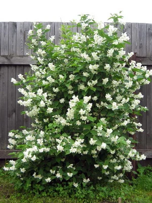 Жасмин (чубушник) – ароматный декоративный кустарник - фото № 2