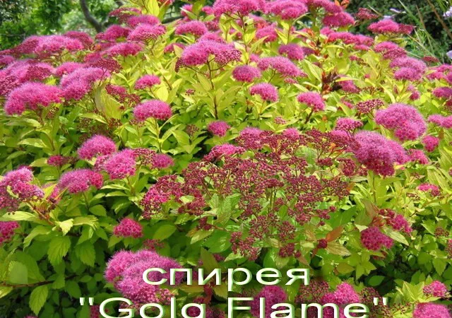Декоративный кустарник спирея 5 сортов - фото № 1