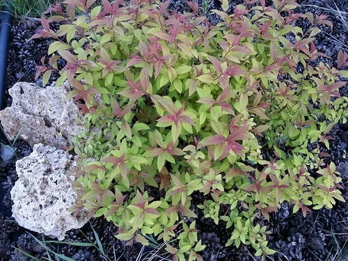 Декоративный кустарник спирея 5 сортов - фото № 3