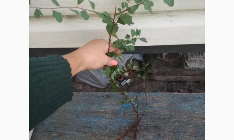 Декоративный кустарник спирея 5 сортов - фото № 14