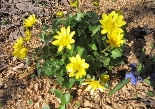 Лютик весенний или чистяк саженцы - фото № 1