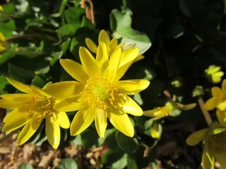 Лютик весенний или чистяк саженцы - фото № 2