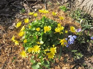 Лютик весенний или чистяк саженцы - фото № 3