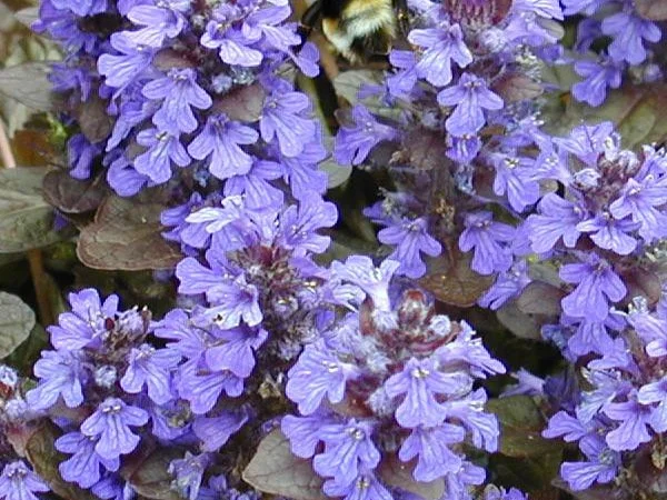 Продам саженцы живучки ползучей(Ajuga reptans) Атропурпуреа - фото № 2