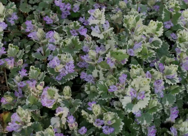Продам саженцы живучки ползучей(Ajuga reptans) Атропурпуреа - фото № 5