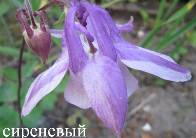 Продам саженцы аквилегии (водосбор) - фото № 4