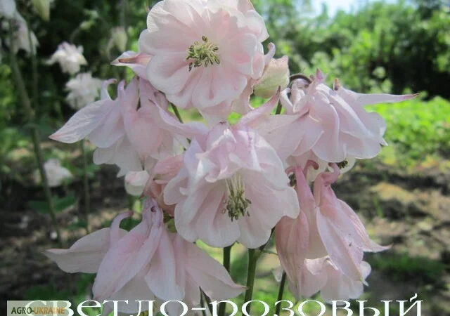 Продам саженцы аквилегии (водосбор) - фото № 1