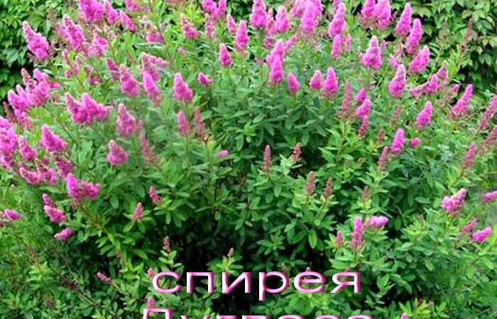 Спирея Вангутта (невеста) – живая изгородь - фото № 10