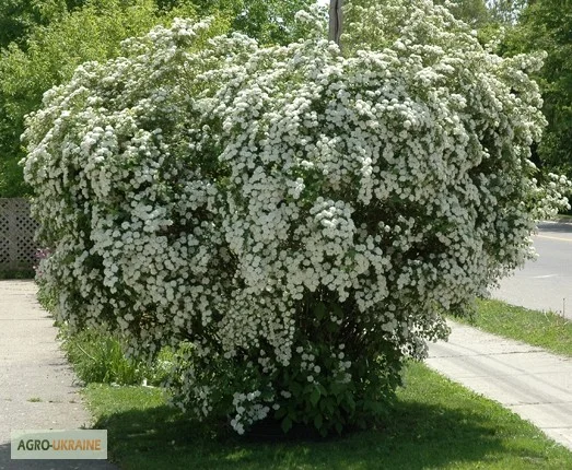 Спирея Вангутта (невеста) – живая изгородь - фото № 2