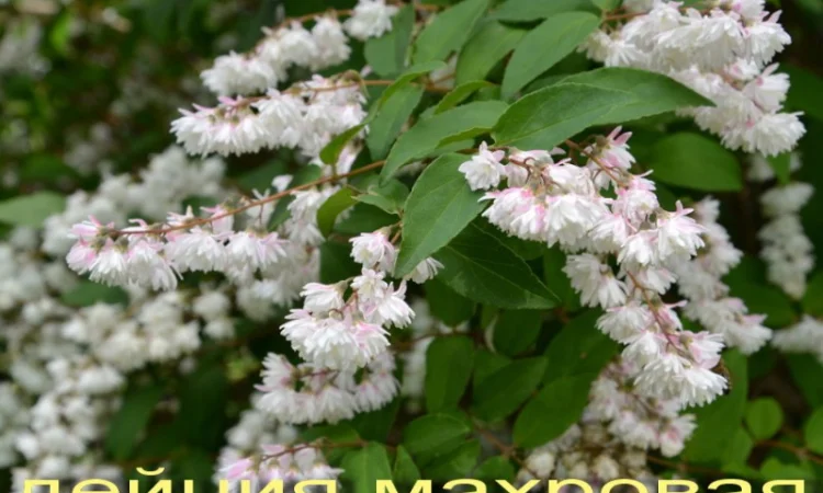 Спирея Вангутта (невеста) – живая изгородь - фото № 4