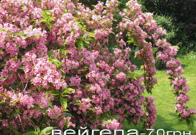 Спирея Вангутта (невеста) – живая изгородь - фото № 5