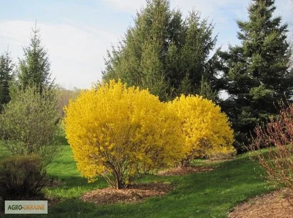 Продам саженцы форзиции - фото № 1