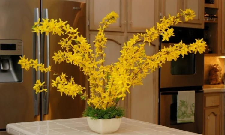 Продам саженцы форзиции - фото № 16