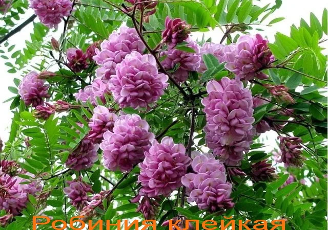 Саженцы розовой акации (робиния клейкая) - фото № 1