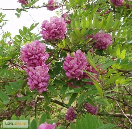 Саженцы розовой акации (робиния клейкая) - фото № 2